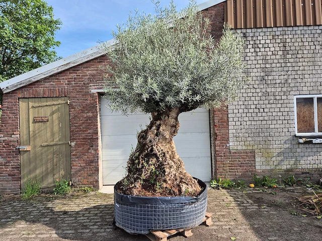 Olijfboom bonsai - olea europaea - 250 jaar oud - hoogte ca. 300 cm - afbeelding 1 van  9