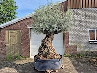 Olijfboom bonsai - olea europaea - 250 jaar oud - hoogte ca. 300 cm