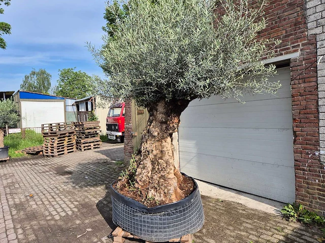 Olijfboom bonsai - olea europaea - 250 jaar oud - hoogte ca. 300 cm - afbeelding 2 van  9