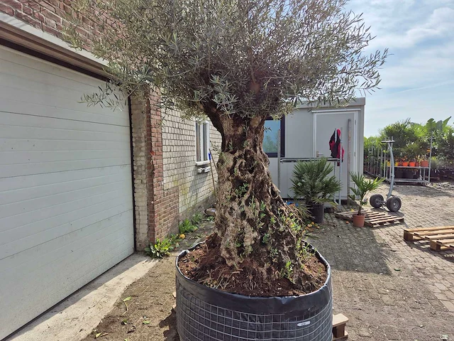 Olijfboom bonsai - olea europaea - 250 jaar oud - hoogte ca. 300 cm - afbeelding 3 van  9