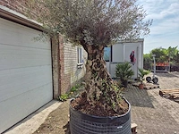 Olijfboom bonsai - olea europaea - 250 jaar oud - hoogte ca. 300 cm - afbeelding 3 van  9