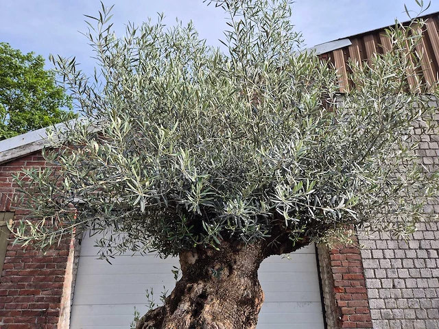 Olijfboom bonsai - olea europaea - 250 jaar oud - hoogte ca. 300 cm - afbeelding 4 van  9
