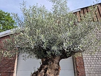 Olijfboom bonsai - olea europaea - 250 jaar oud - hoogte ca. 300 cm - afbeelding 4 van  9