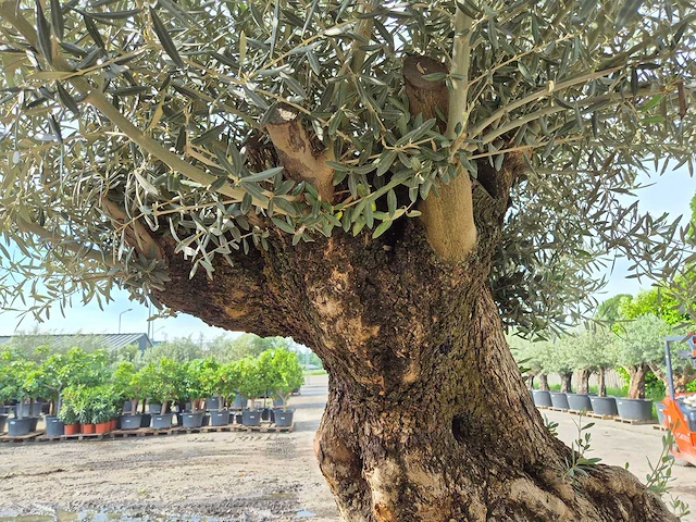 Olijfboom bonsai - olea europaea - 250 jaar oud - hoogte ca. 300 cm - afbeelding 5 van  9
