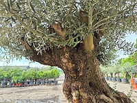 Olijfboom bonsai - olea europaea - 250 jaar oud - hoogte ca. 300 cm - afbeelding 5 van  9