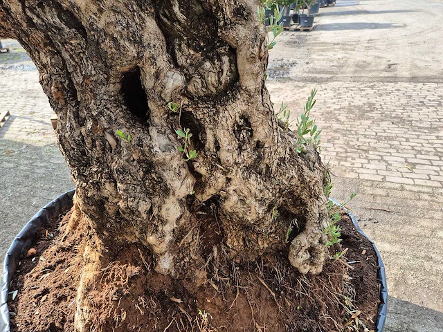 Olijfboom bonsai - olea europaea - 250 jaar oud - hoogte ca. 300 cm - afbeelding 6 van  9
