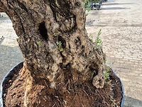 Olijfboom bonsai - olea europaea - 250 jaar oud - hoogte ca. 300 cm - afbeelding 6 van  9