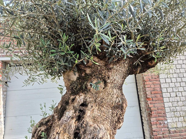 Olijfboom bonsai - olea europaea - 250 jaar oud - hoogte ca. 300 cm - afbeelding 7 van  9