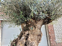 Olijfboom bonsai - olea europaea - 250 jaar oud - hoogte ca. 300 cm - afbeelding 7 van  9