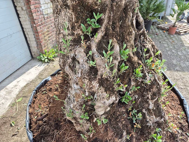 Olijfboom bonsai - olea europaea - 250 jaar oud - hoogte ca. 300 cm - afbeelding 8 van  9
