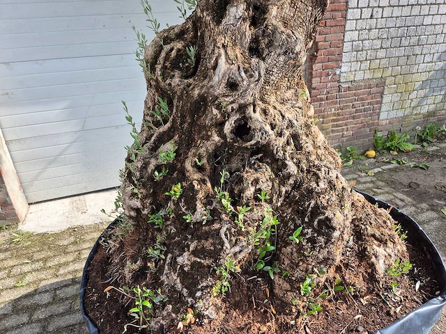 Olijfboom bonsai - olea europaea - 250 jaar oud - hoogte ca. 300 cm - afbeelding 9 van  9
