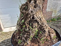 Olijfboom bonsai - olea europaea - 250 jaar oud - hoogte ca. 300 cm - afbeelding 9 van  9