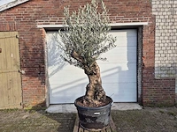 Olijfboom bonsai - olea europaea - 50 jaar oud - hoogte ca. 200 cm - afbeelding 1 van  5