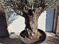 Olijfboom bonsai - olea europaea - 50 jaar oud - hoogte ca. 200 cm - afbeelding 2 van  5