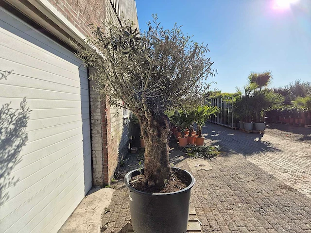 Olijfboom bonsai - olea europaea - 50 jaar oud - hoogte ca. 200 cm - afbeelding 6 van  6
