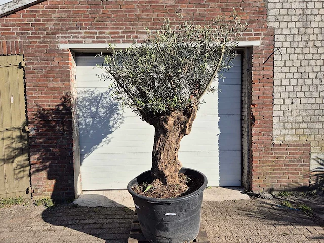 Olijfboom bonsai - olea europaea - 50 jaar oud - hoogte ca. 200 cm - afbeelding 1 van  6