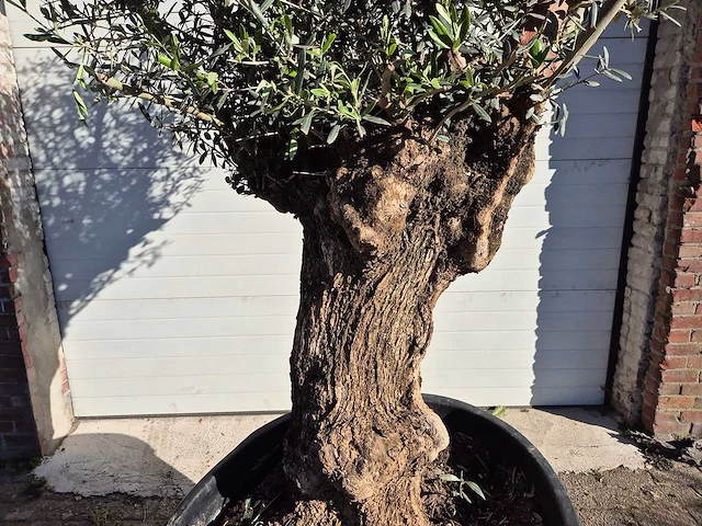 Olijfboom bonsai - olea europaea - 50 jaar oud - hoogte ca. 200 cm - afbeelding 2 van  6