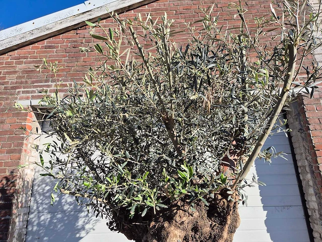 Olijfboom bonsai - olea europaea - 50 jaar oud - hoogte ca. 200 cm - afbeelding 3 van  6