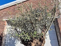 Olijfboom bonsai - olea europaea - 50 jaar oud - hoogte ca. 200 cm - afbeelding 3 van  6