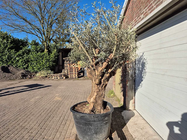 Olijfboom bonsai - olea europaea - 50 jaar oud - hoogte ca. 200 cm - afbeelding 4 van  6
