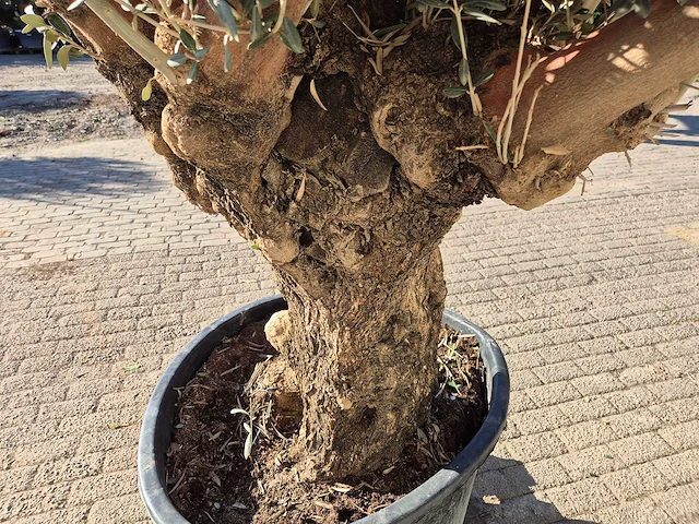 Olijfboom bonsai - olea europaea - 50 jaar oud - hoogte ca. 200 cm - afbeelding 5 van  6