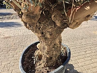 Olijfboom bonsai - olea europaea - 50 jaar oud - hoogte ca. 200 cm - afbeelding 5 van  6