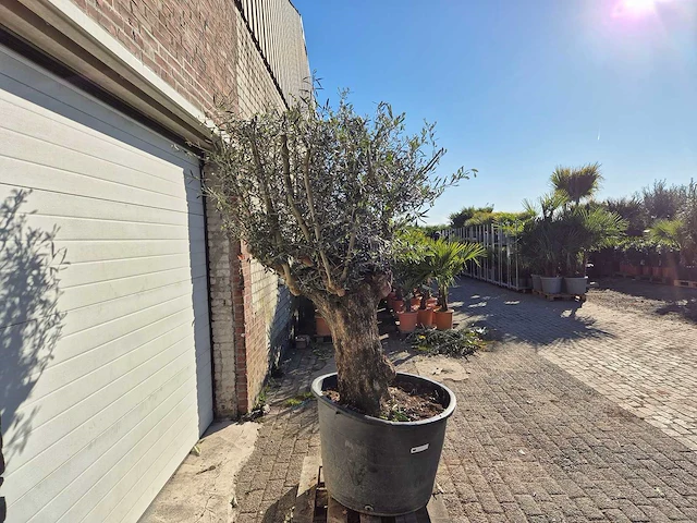 Olijfboom bonsai - olea europaea - 50 jaar oud - hoogte ca. 200 cm - afbeelding 6 van  6