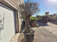 Olijfboom bonsai - olea europaea - 50 jaar oud - hoogte ca. 200 cm - afbeelding 5 van  5