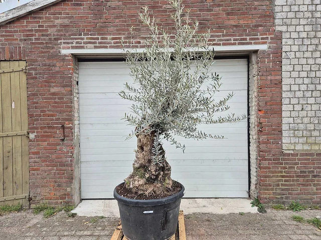 Olijfboom bonsai - olea europaea - 50 jaar oud - hoogte ca. 200 cm - afbeelding 1 van  6