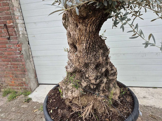 Olijfboom bonsai - olea europaea - 50 jaar oud - hoogte ca. 200 cm - afbeelding 2 van  6