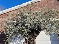 Olijfboom bonsai - olea europaea - 50 jaar oud - hoogte ca. 200 cm - afbeelding 3 van  6