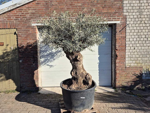 Olijfboom bonsai - olea europaea - 50 jaar oud - hoogte ca. 200 cm - afbeelding 1 van  7