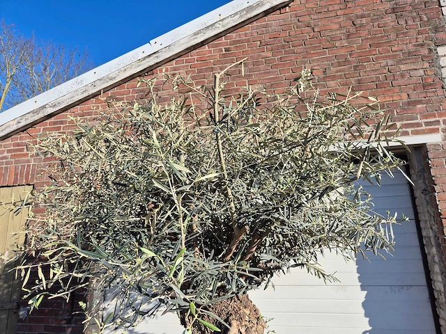 Olijfboom bonsai - olea europaea - 50 jaar oud - hoogte ca. 200 cm - afbeelding 2 van  7