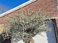 Olijfboom bonsai - olea europaea - 50 jaar oud - hoogte ca. 200 cm - afbeelding 2 van  7