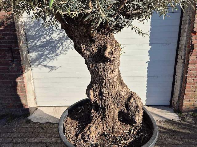 Olijfboom bonsai - olea europaea - 50 jaar oud - hoogte ca. 200 cm - afbeelding 3 van  7