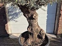 Olijfboom bonsai - olea europaea - 50 jaar oud - hoogte ca. 200 cm - afbeelding 3 van  7