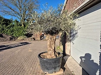 Olijfboom bonsai - olea europaea - 50 jaar oud - hoogte ca. 200 cm - afbeelding 4 van  7