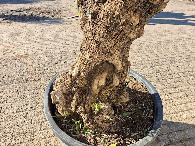 Olijfboom bonsai - olea europaea - 50 jaar oud - hoogte ca. 200 cm - afbeelding 5 van  7