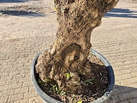Olijfboom bonsai - olea europaea - 50 jaar oud - hoogte ca. 200 cm - afbeelding 5 van  7