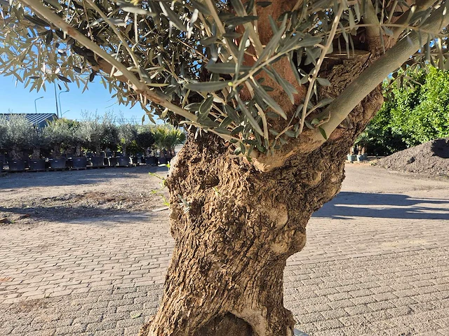 Olijfboom bonsai - olea europaea - 50 jaar oud - hoogte ca. 200 cm - afbeelding 6 van  7