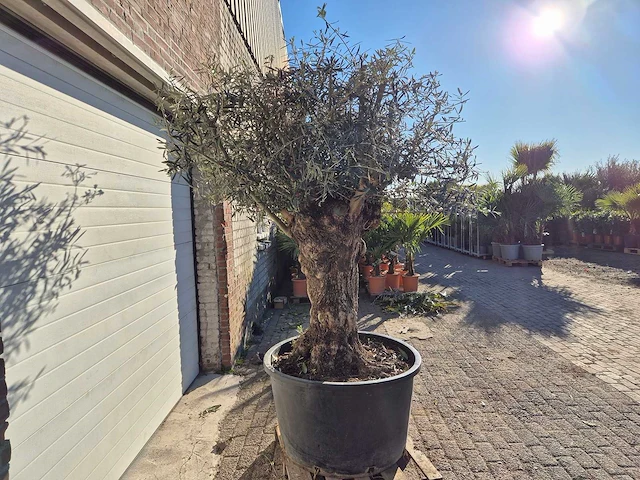 Olijfboom bonsai - olea europaea - 50 jaar oud - hoogte ca. 200 cm - afbeelding 7 van  7