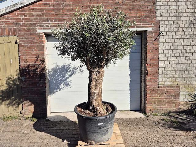 Olijfboom bonsai - olea europaea - 50 jaar oud - hoogte ca. 200 cm - afbeelding 1 van  6