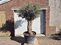 Olijfboom bonsai - olea europaea - 50 jaar oud - hoogte ca. 200 cm