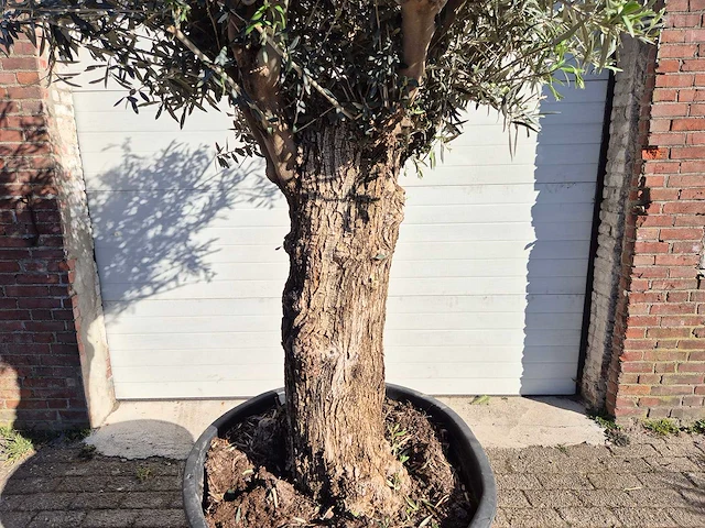 Olijfboom bonsai - olea europaea - 50 jaar oud - hoogte ca. 200 cm - afbeelding 2 van  6