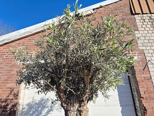 Olijfboom bonsai - olea europaea - 50 jaar oud - hoogte ca. 200 cm - afbeelding 3 van  6