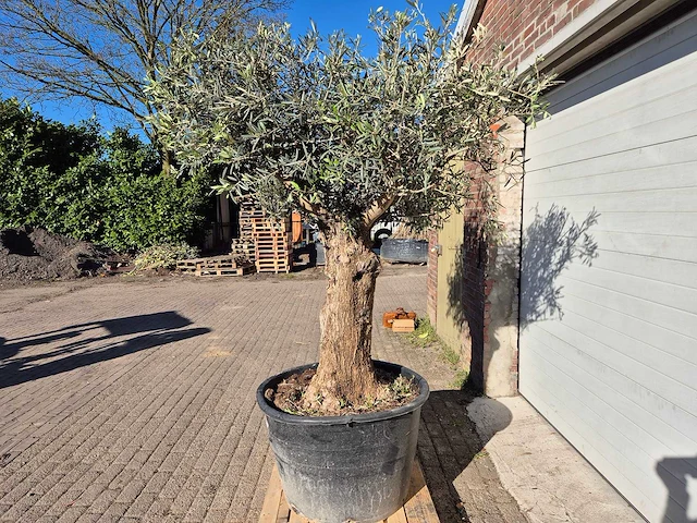 Olijfboom bonsai - olea europaea - 50 jaar oud - hoogte ca. 200 cm - afbeelding 4 van  6