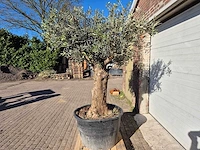 Olijfboom bonsai - olea europaea - 50 jaar oud - hoogte ca. 200 cm - afbeelding 4 van  6