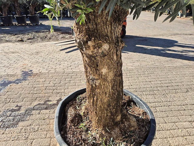 Olijfboom bonsai - olea europaea - 50 jaar oud - hoogte ca. 200 cm - afbeelding 5 van  6