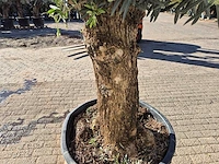 Olijfboom bonsai - olea europaea - 50 jaar oud - hoogte ca. 200 cm - afbeelding 5 van  6