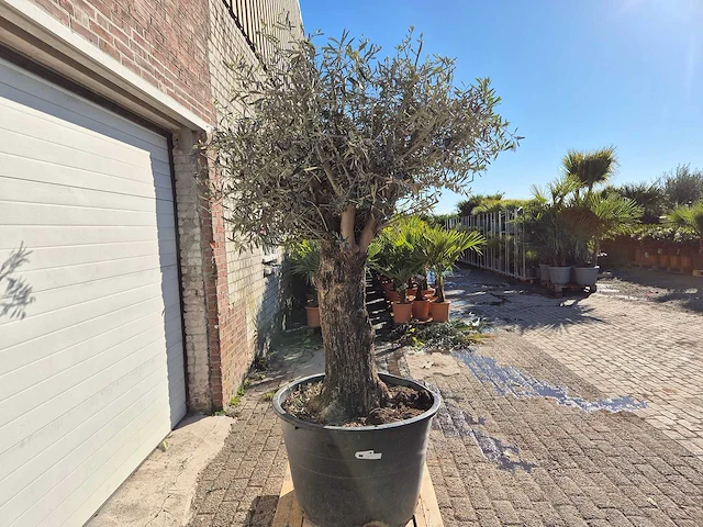 Olijfboom bonsai - olea europaea - 50 jaar oud - hoogte ca. 200 cm - afbeelding 6 van  6
